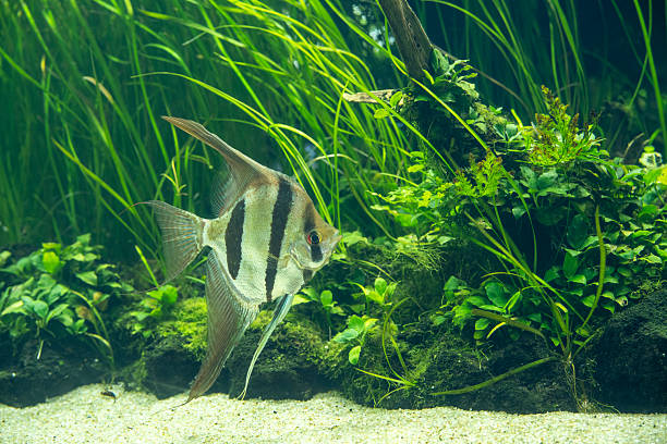Fish in water tank