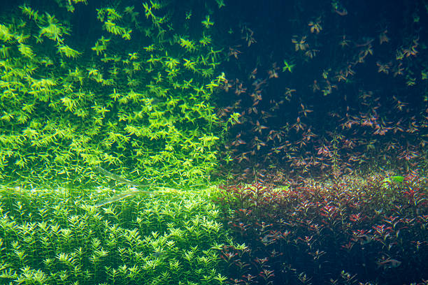 Grasses in water tank