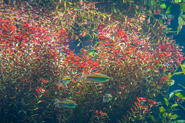 Fish and grasses in water tank