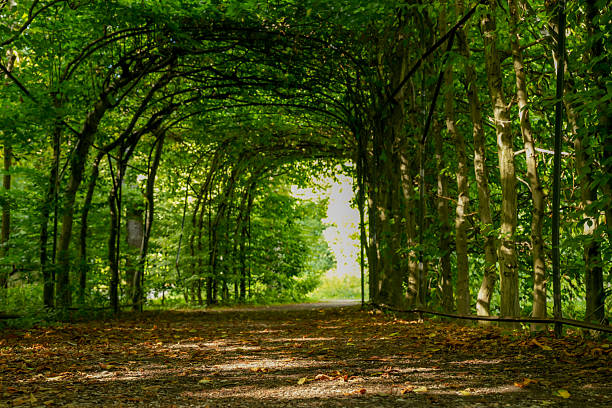 A wrought iron arch surrounded by hornbeams (Carpinus caroliniana) in the Historic Garden in the Westpark in Munich, Bavaria, Germany