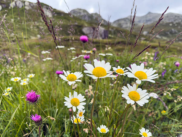 White daisies and purple thistle flowers growing in a lush green mountain meadow. Colorful wildflowers in natural alpine environment. Scenic outdoor nature with blooming flowers and grass.