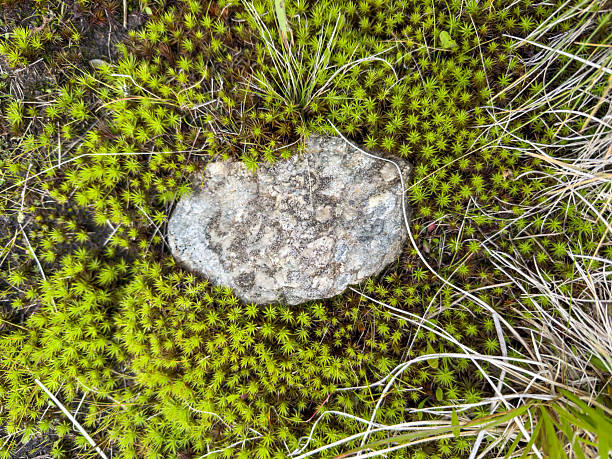 Close-up of green moss and lichen growing around a small rock on forest floor. Natural ground cover with vibrant moss and dry grass. Forest floor vegetation and nature textures.