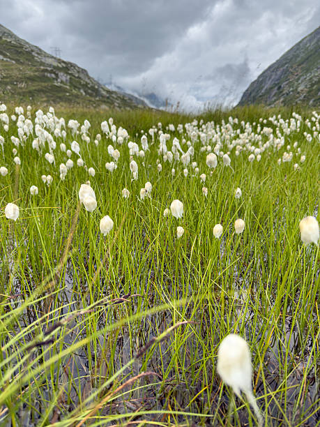 Close-up of white cotton grass flowers growing in wet meadow between mountains under cloudy sky. Alpine valley with marsh plants and green grass. Scenic natural landscape with wildflowers.