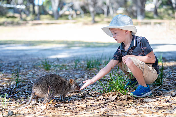istock Young Boy Interacting with a Quokka in a Natural Park Setting 2227230554