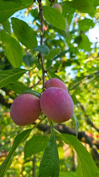 istock plums on a branch ripening on the tree ready to be picked in the fruit orchard. 2227231936