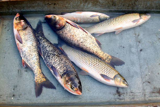 fresh freshwater fish in a market, closeup of photo