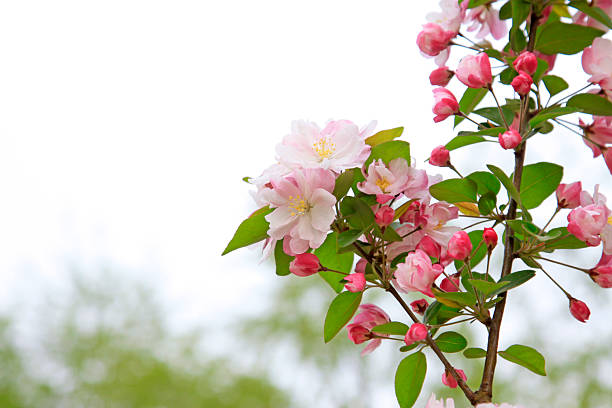 Chinese flowering crabapple flowers, closeup of photo