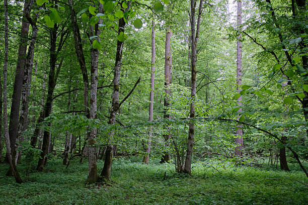 istock Late springtime deciduous forest with fresh green rich trees around 2227232209