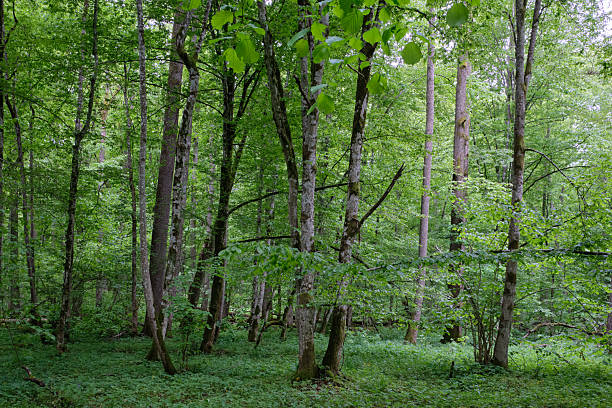 istock Late springtime deciduous forest with fresh green rich trees around 2227232229