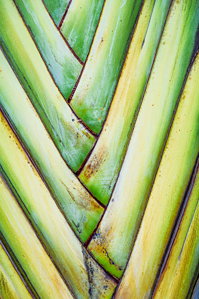 banana leaf texture isolated on white background.