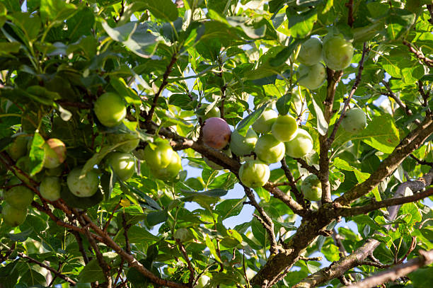 istock Lush green apple tree branches display numerous ripening apples against a blue sky, indicating a thriving orchard in late summer 2227233627