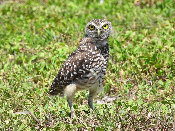 istock Burrowing Owl - (Athene cunicularia) - resting in the grass 2227233667