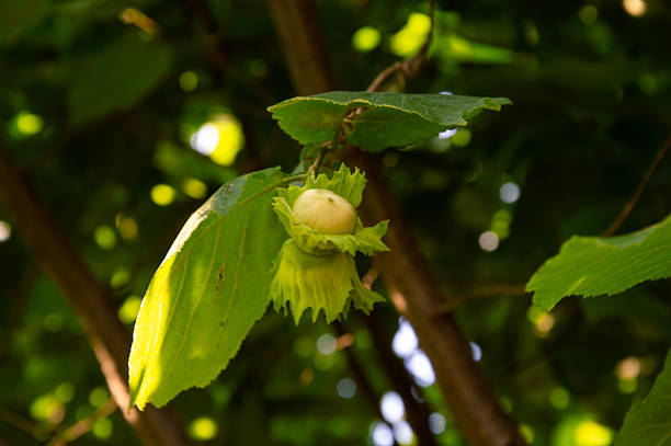 A young hazelnut is nestled among vibrant green leaves, illuminated by sunlight filtering through the trees in a peaceful woodland.