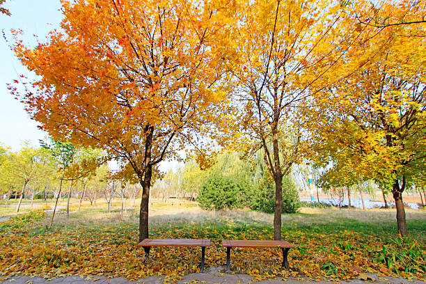 Maple and wooden stool, autumn scenery in a park, closeup of photo