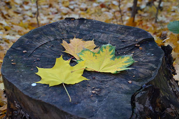 yellow autumn leaf lying on a gray wooden board.