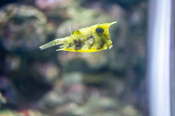 Yellow puffer fish or Yellow boxfish or Cubicus boxfish