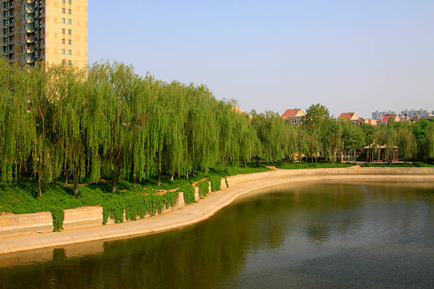 river shore and greening in a city, closeup of photo