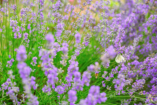 Purple lavender flowers growing abundantly in garden with soft bokeh effect and natural sunlight creating dreamy atmosphere