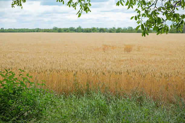 Lush green grass frames a vast golden wheat field beneath a cloudy sky, creating a serene rural landscape