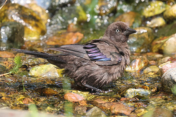 Juvenile Grackle In Stream - Quebec