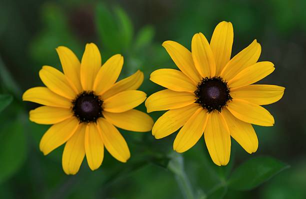 istock Black eyed susan flowers 2227238469