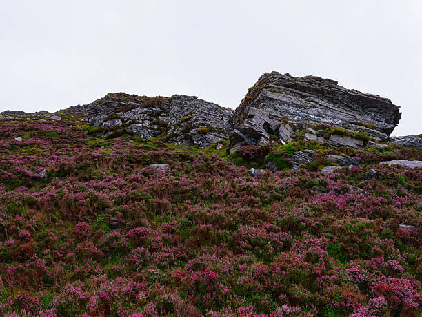 Flowering purple heather covers the foreground with grey rock formations on a hillside under an overcast sky in County Kerry, Ireland, near the Coomloughra Horseshoe hiking trail.