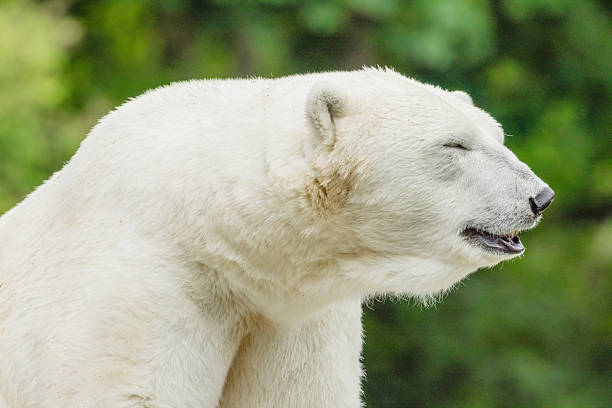 istock Polar Bear takes a rest 2227239450