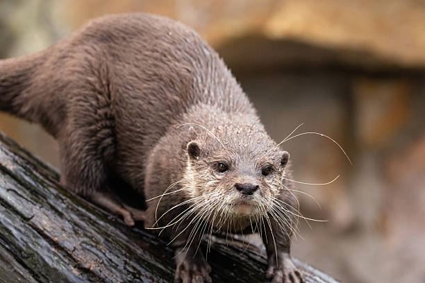 istock Asian small clawed otter Amblonyx cinerea, small clawed otter 2227239604
