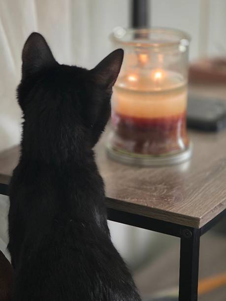 istock Like a cat to a flame 2227241571