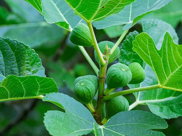 istock Green figs on the fig tree in the process of ripening 2227241901