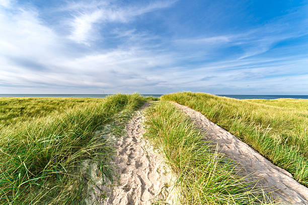A peaceful and serene path gracefully winds through vibrant green grass, leading to the ocean beneath a clear blue sky