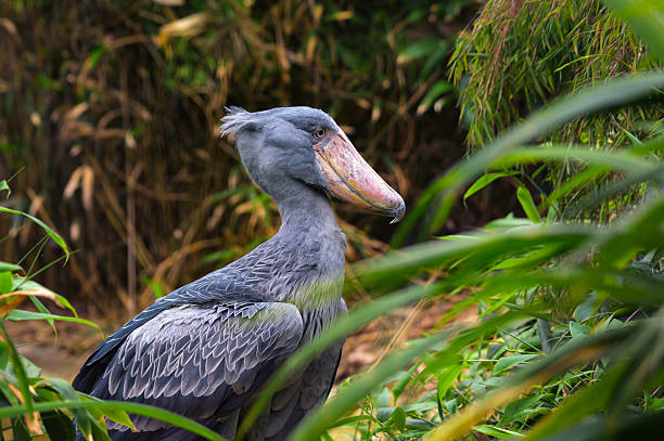 Side profile of a shoebill stork standing still among green foliage in its natural wetland environment.
