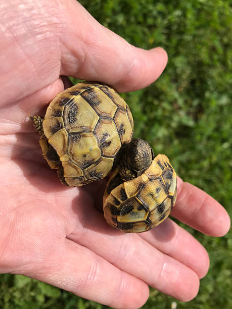 istock young hermann tortoises 2227243517