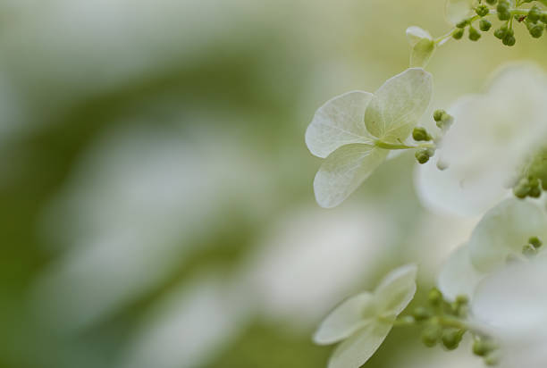 filigree white petals of a hydrangea, blurred background, hydrangea in full bloom, beautiful white flowers, delicate petals and yellow light in the background, Hydrangeaceae