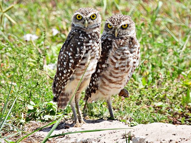 istock Burrowing Owls - (Athene cunicularia) -  resting near its burrow 2227243708