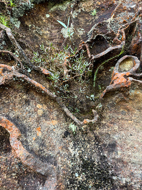 Close-up view of small plants growing in the crevices of a weathered rock face. The rock surface exhibits a mix of colors and textures, with visible signs of erosion and weathering. The plants appear to be thriving in this harsh environment, demonstrating the resilience of nature.