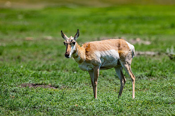 istock Pronghorn in field 2227245550