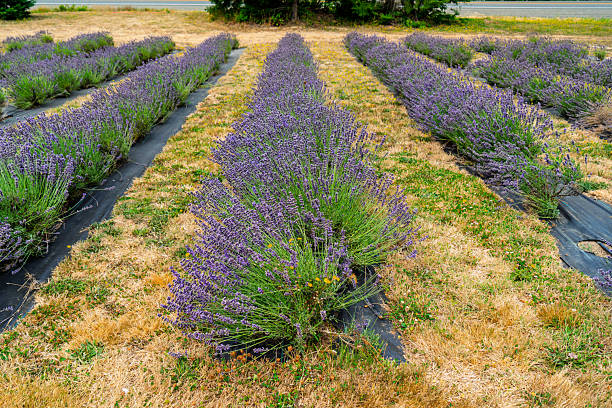 istock Shelton Lavender Field 4 2227249414