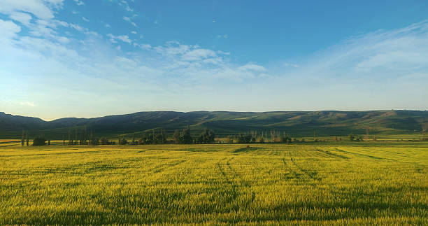 istock Breathtaking view of expansive golden fields under a clear blue sky. 2227249580