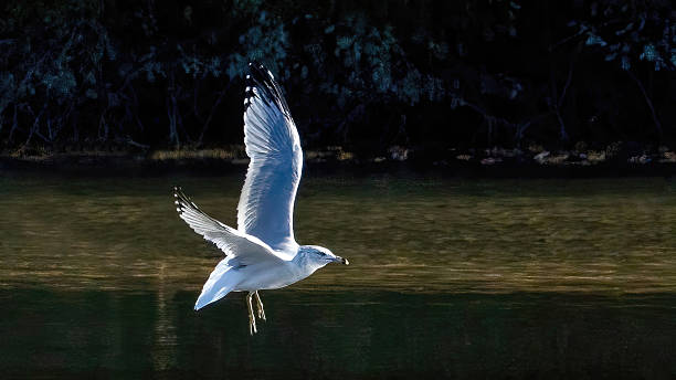 Seagulls flying over the calm lake