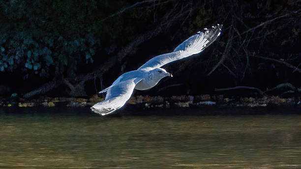istock Seagulls flying over the calm lake 2227250326