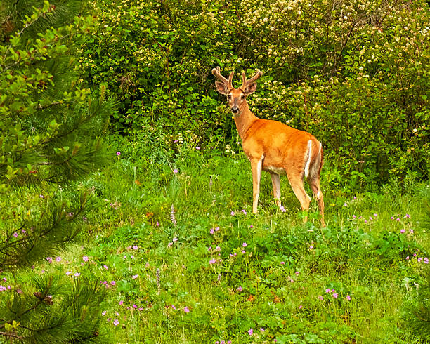 Coastal Blacktail deer viewing the surrounding area