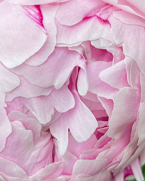 istock Delicate pink peony petals close-up. 2227250483