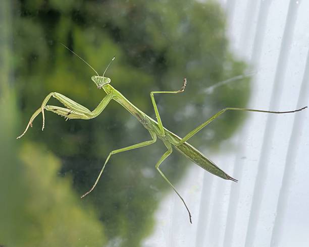 Mantis larvae on plant in the wild