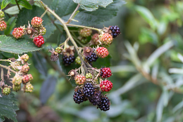 Ripe and unripe blackberries Rubus fruticosus. Blackberries in all stages of ripeness hang from a branch. From green to red to deep black, the fruits glow in the summer light.