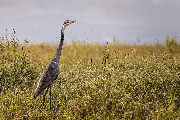 A heron on take off.