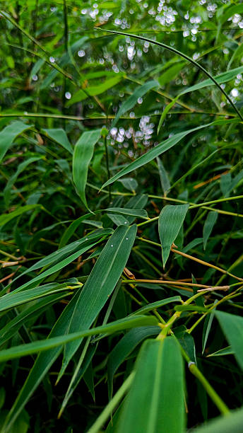 istock green bamboo leaves in dark background 2227252595