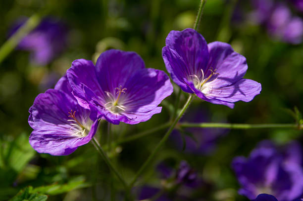 Delicate purple flower with intricate petals stands out in a soft background.