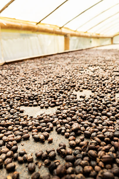 istock Drying coffee beans in colombia under the sun 2227255232