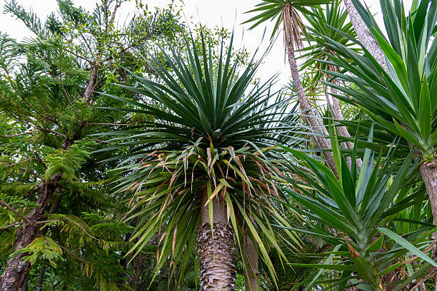 istock Tropical and subtropical trees including palms and yuccas against stormy clouds. 2227255935